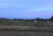 10 Hectares TITLED Farm (Overlooking sa Dagat)