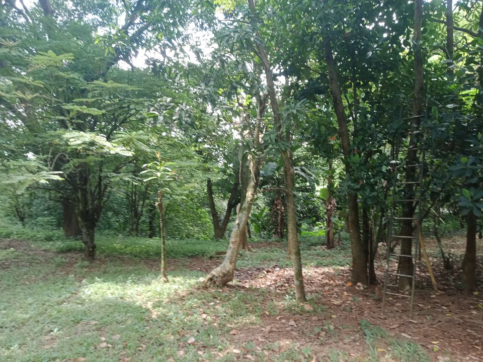 Farm Corner Lot for Sale