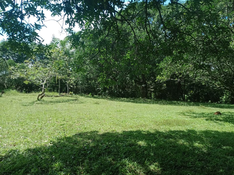 Farm Corner Lot for Sale