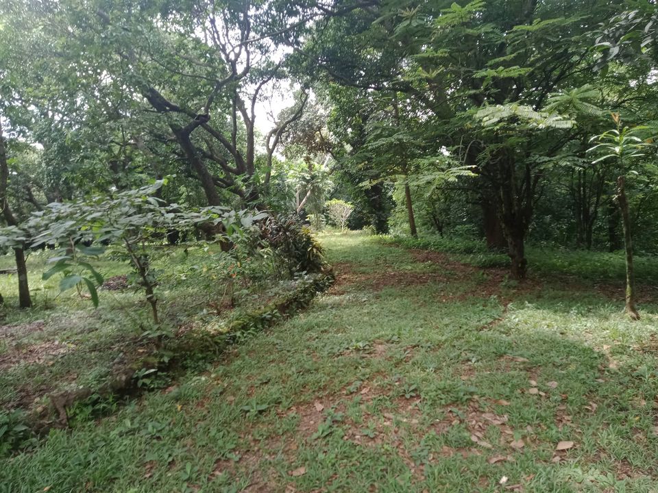 Farm Corner Lot for Sale