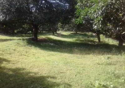 Lot-for-sale-3.5-hectare-clean-title.-Along-the-road