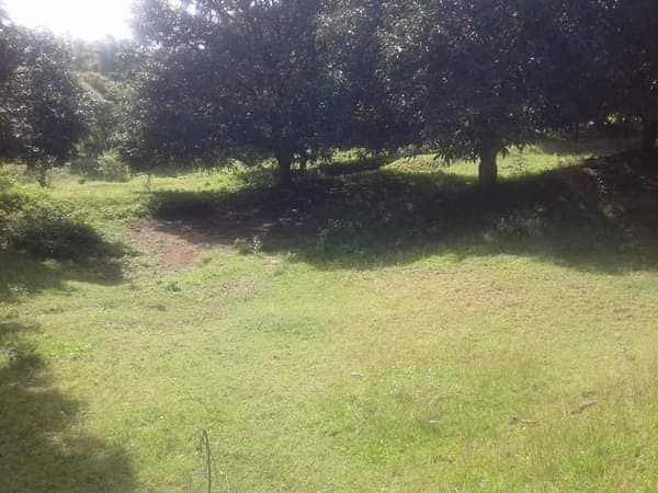 Lot for sale 3.5 hectare clean title. Along the road