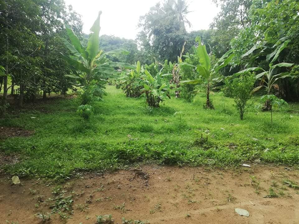 Lot for sale 400sqm & 800per sqm