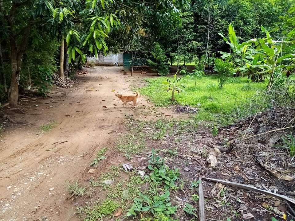 Lot for sale 400sqm & 800per sqm