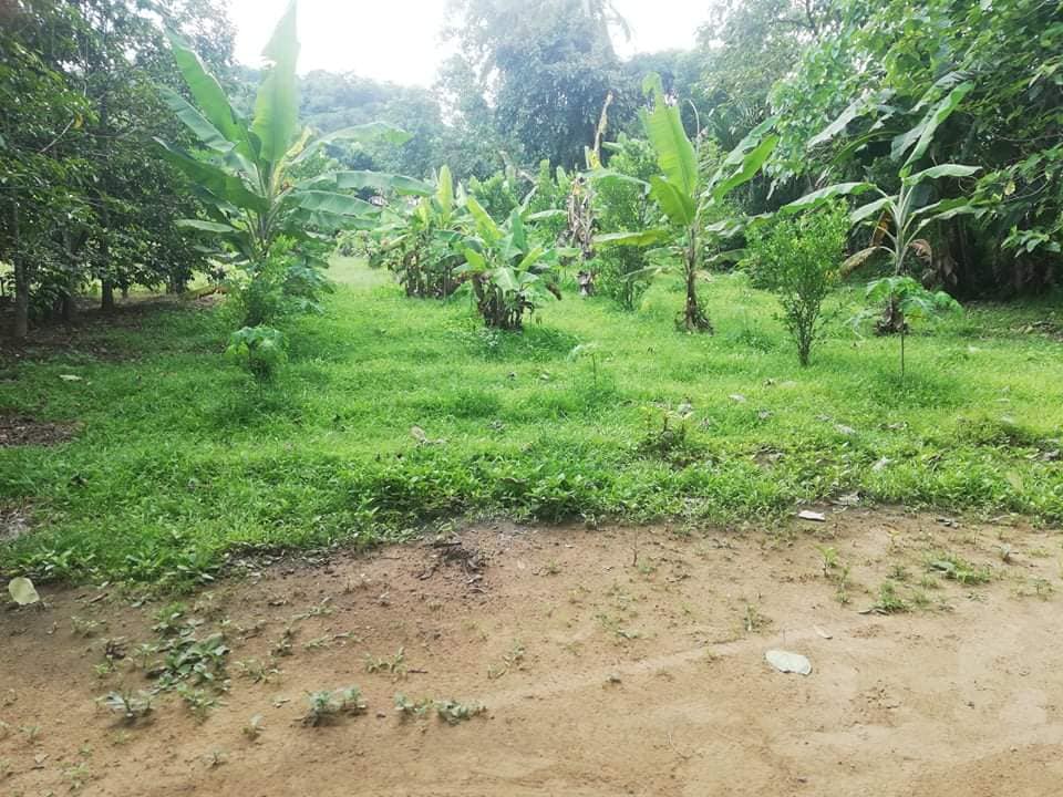 Lot for sale 400sqm & 800per sqm