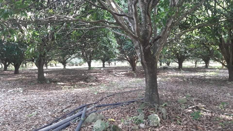 Lot size: 4.4 Hectares, Gabaldon Area