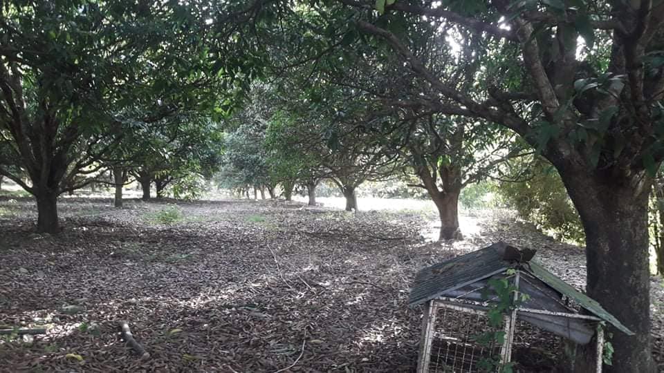 Lot size: 4.4 Hectares, Gabaldon Area