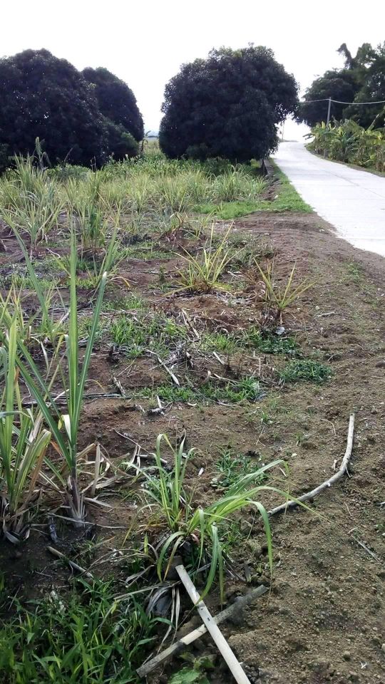 Selling 5881 SQM for sale in Calatagan Batangas