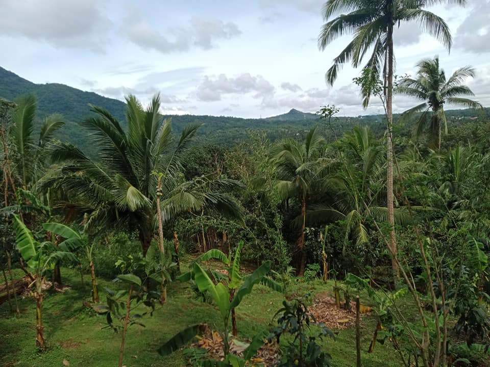 Farm lot for sale 5635 square meter