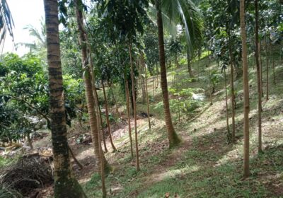 Farm-lot-for-sale-5635-square-meter5