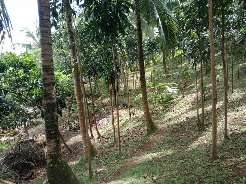 Farm lot for sale 5635 square meter