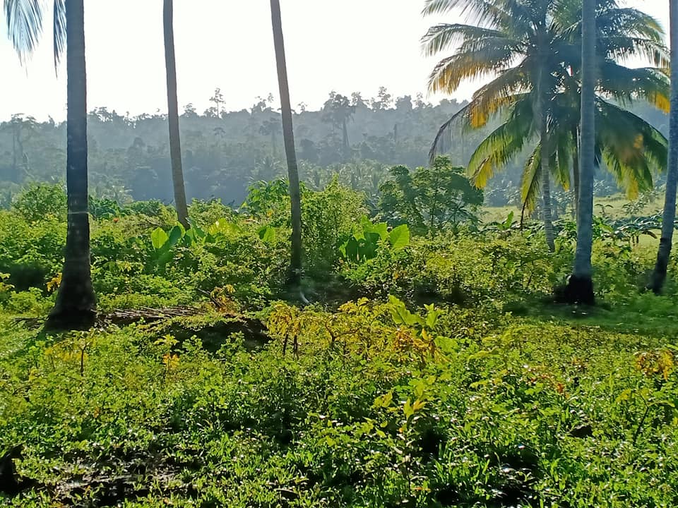 Sale farm lot rush 8.3 hectares