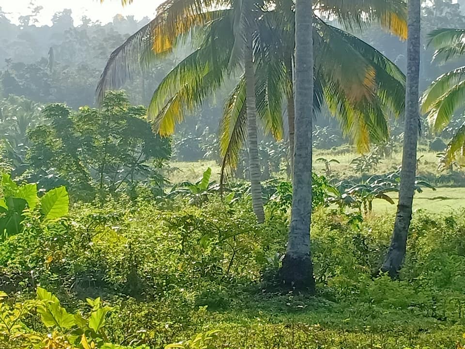 Sale farm lot rush 8.3 hectares