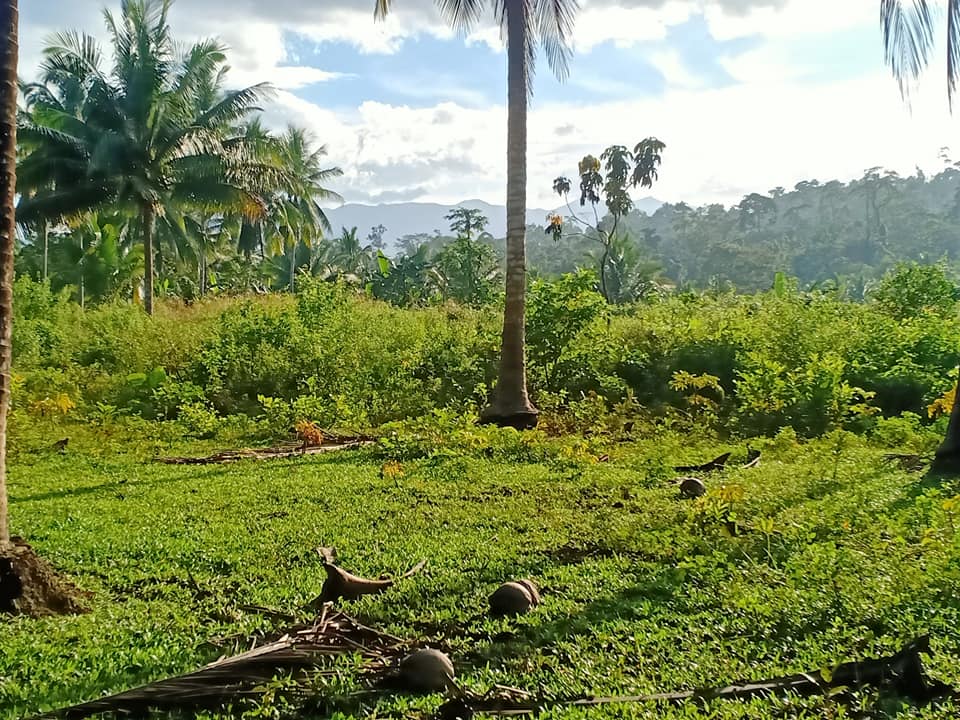 Sale farm lot rush 8.3 hectares