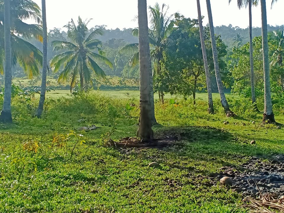 Sale farm lot rush 8.3 hectares