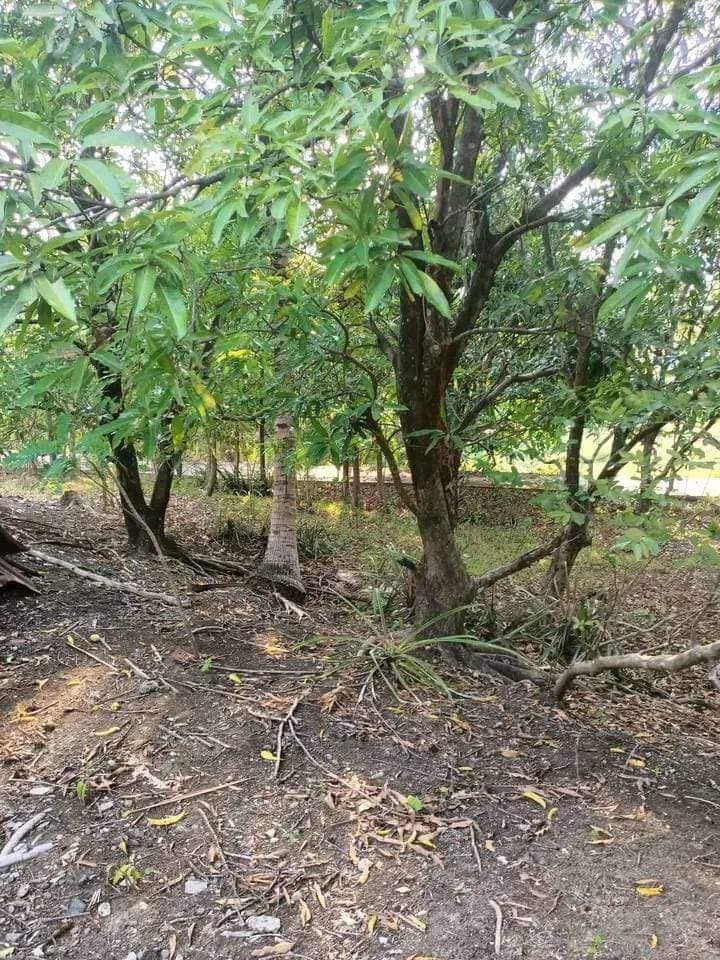 Mango farm, rice field for sale