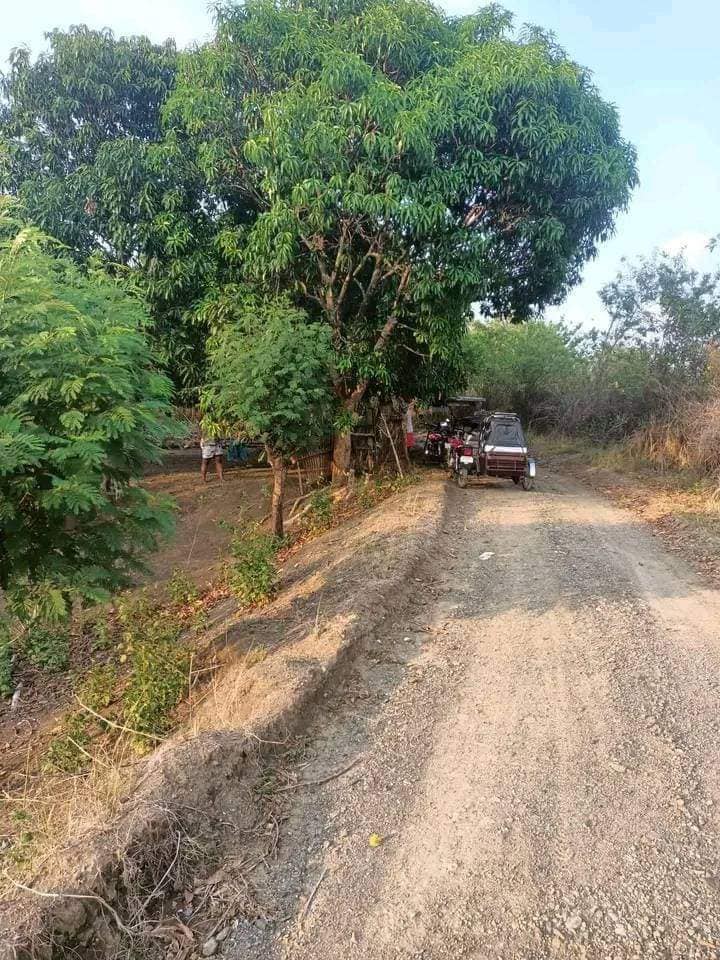 Mango farm, rice field for sale