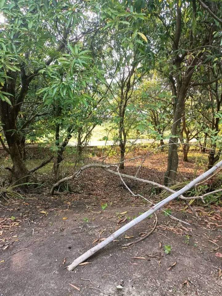 Mango farm, rice field for sale