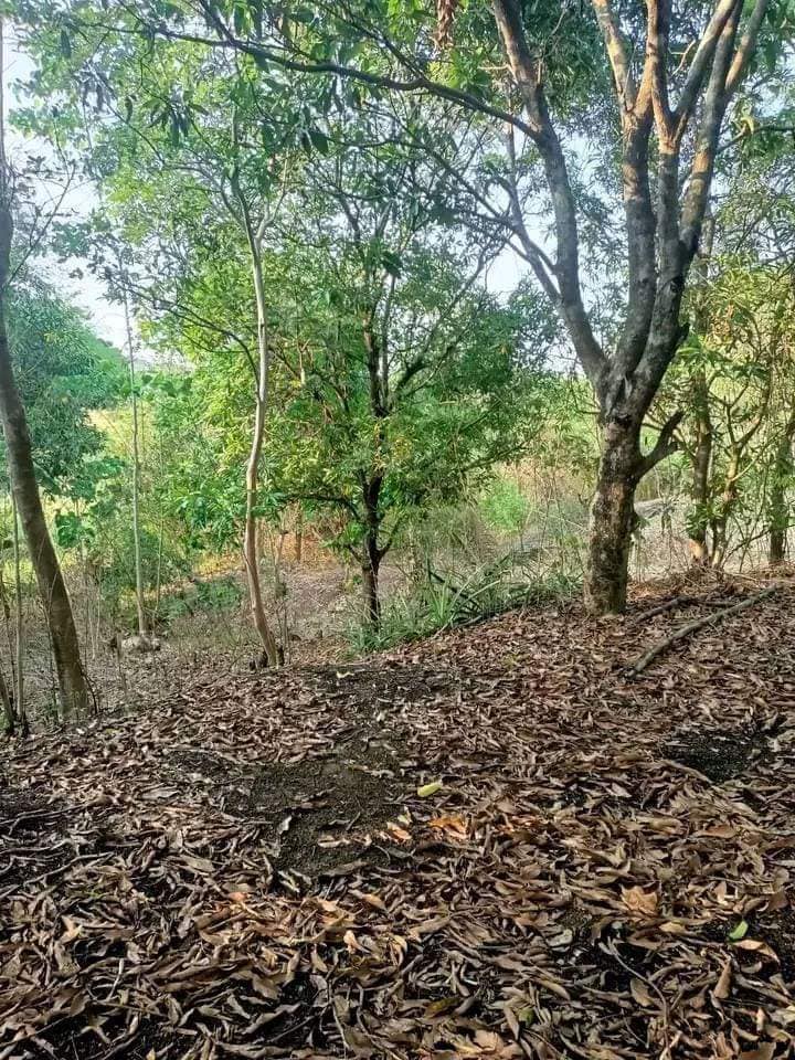 Mango farm, rice field for sale