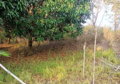 Mango-farm-ricefield-for-sale5