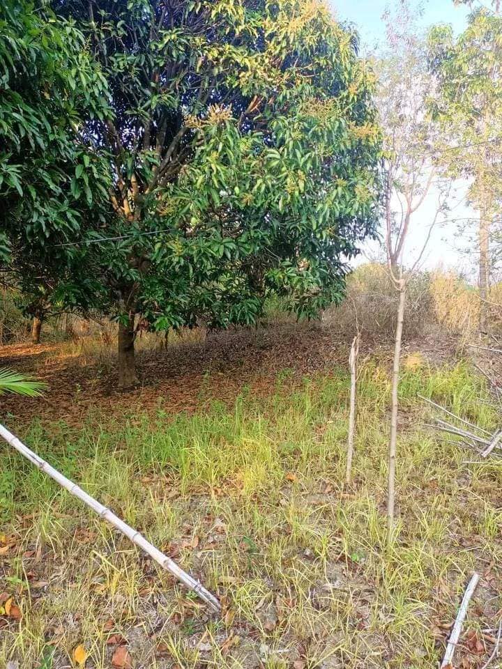 Mango farm, rice field for sale