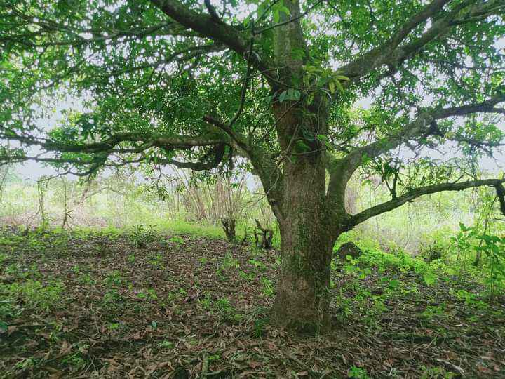 Farm lot for sale, Hilly terrain