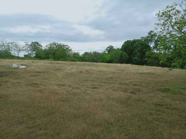 Farm lot for sale, Hilly terrain