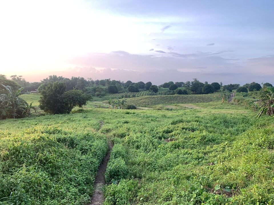 Farm Lot Cuyapo, Nueva Ecija