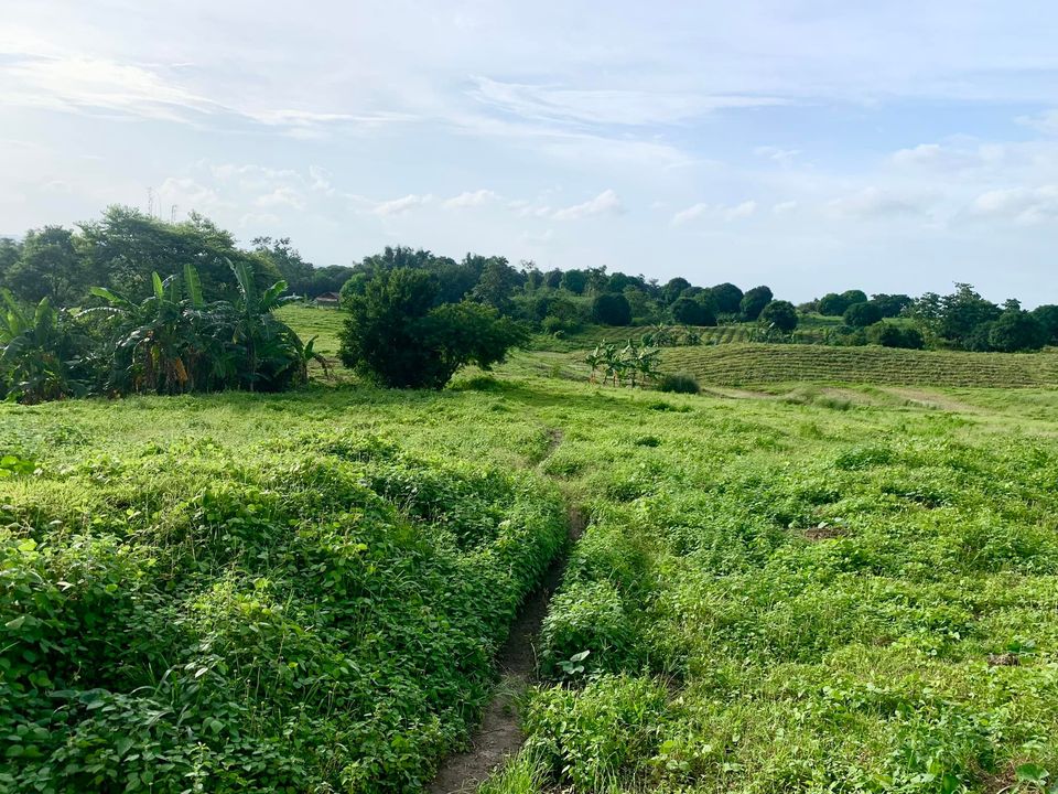 Farm Lot Cuyapo, Nueva Ecija