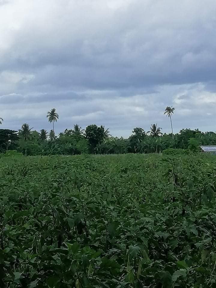 103 has farmlot for sale in Quezon province