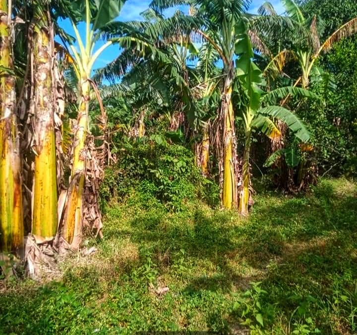 1.7 hectares Farm lot for sale