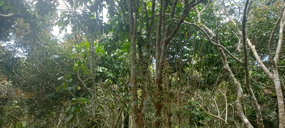 1.7 hectares Farm lot for sale