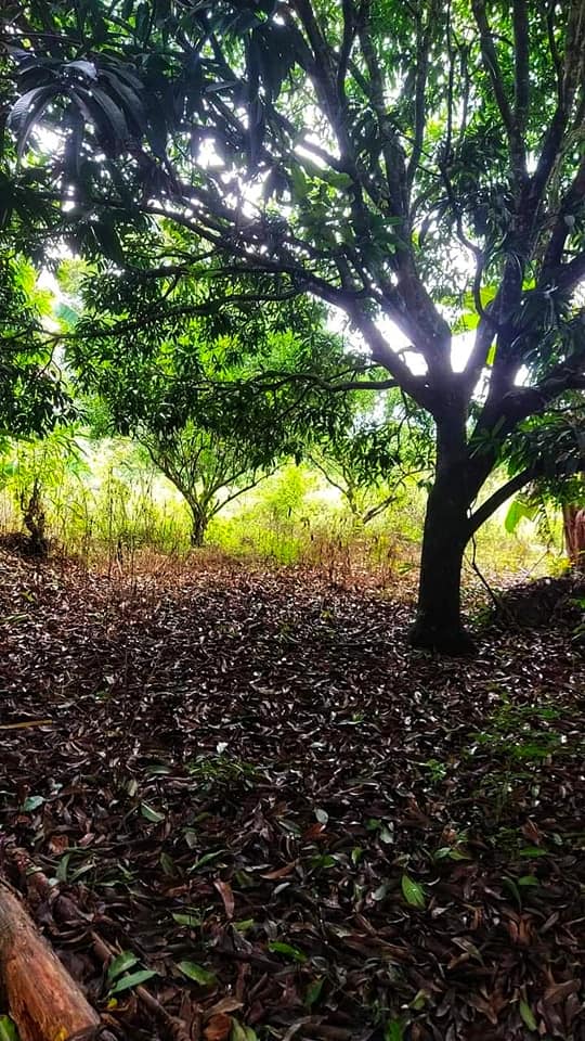 1.7 hectares Farm lot for sale