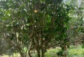 1.7 hectares Farm lot for sale