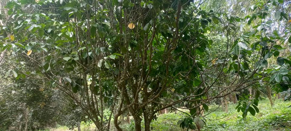 1.7 hectares Farm lot for sale