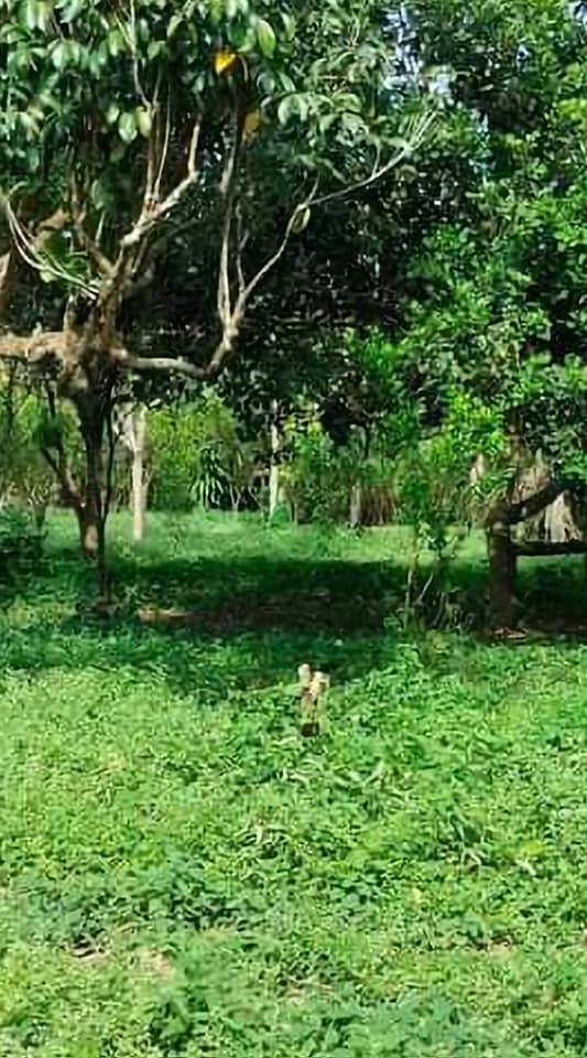 For sale farm lot along barangay road