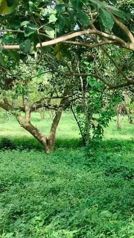 For sale farm lot along barangay road