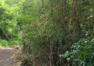 For-Sale-farm-lot-along-barangay-cemented-road1