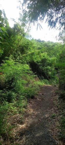 For Sale farm lot along barangay cemented road