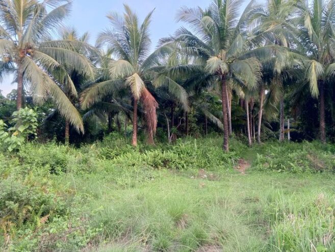 Farm lot for Sale 1 hectare