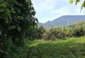 Sale farm lot along barangay cemented road