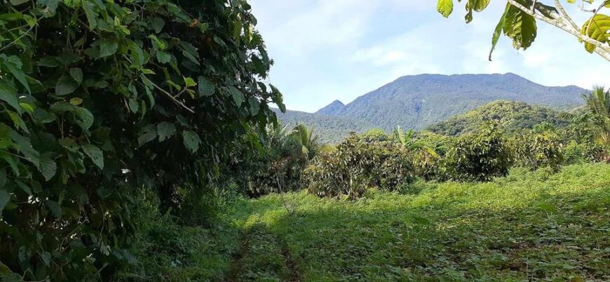 Sale farm lot along barangay cemented road