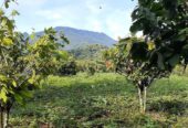 Sale farm lot along barangay cemented road