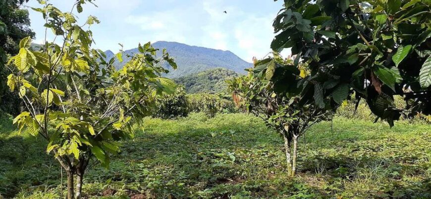 Sale farm lot along barangay cemented road