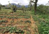 Sale farm lot along barangay cemented road