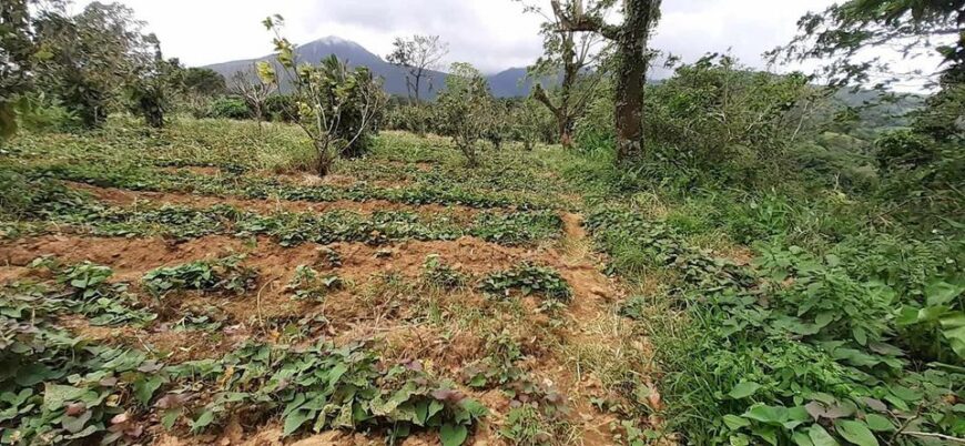 Sale farm lot along barangay cemented road