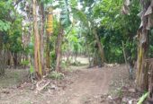 Preselling Farm Lot in Indang Cavite