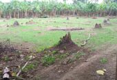 Preselling Farm Lot in Indang Cavite